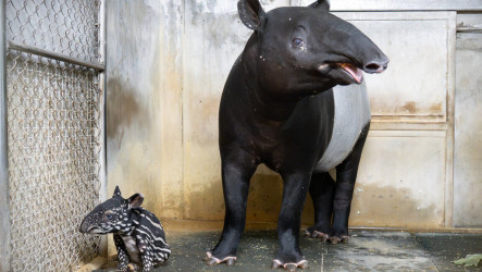 北市動物園迎新成員　馬來貘Putri順產女寶寶
