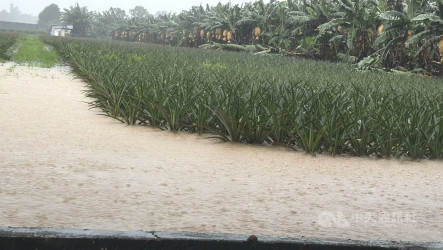 台東4天累積雨量逾500毫米  專家籲農民儘速復耕