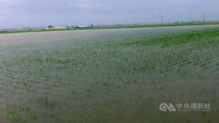 農業部：豪雨農損累計破億元  嘉縣損失4177萬最慘
