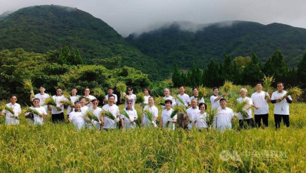 蓬萊米百年迭代改良　日本品種落地至國際競賽獲獎