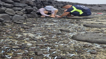 小鰛魚群受困澎湖五德石滬　民眾不費吹灰之力賺到新鮮魚貨