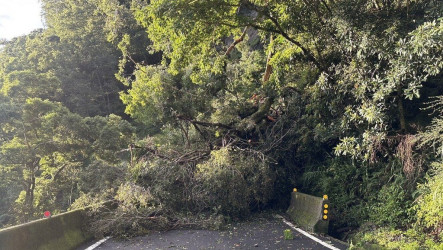 南橫東段台20臨105線梅山口至向陽  路樹倒塌預計下午搶通