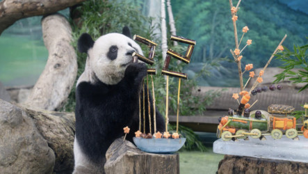 北市動物園大貓熊「圓圓」 22歲生日饗宴蔬果列車
