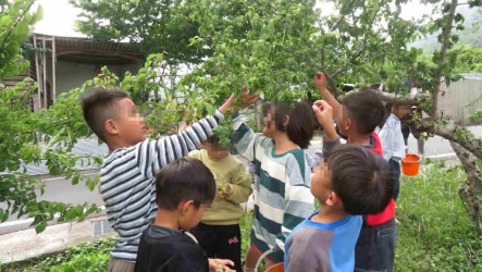 幼兒園遊戲日常融入本土語　種小米紅藜學部落智慧