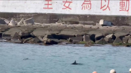 小琉球杉福漁港驚豔鯨豚一度逗留港區　專家籲勿迫勿擾