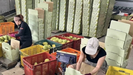台南文旦產季　貨櫃飄洋搶攻加拿大、新加坡市場