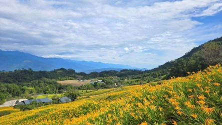 花蓮赤科山金針花正盛　縣府農路復建花季後啟動
