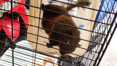 新北查獲多起飼養赤腹松鼠　籲民眾勿觸法遭罰