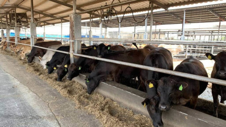 畜試所新育種安格斯黃牛　飼養期縮短、嫩度提升
