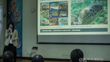 海保署攜手宏碁啟用海龜辨識平台　拍臉照助追蹤個體