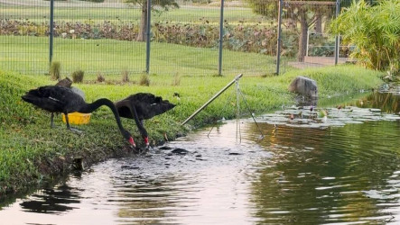 后里環保公園黑天鵝上演餵魚秀   分享飼料給魚群