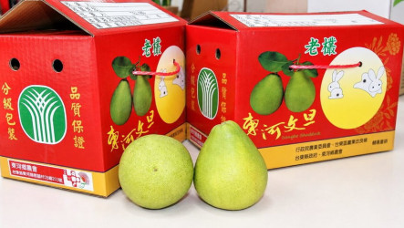 柚見中秋　台東東河文旦22日起直送板橋嘗鮮促銷
