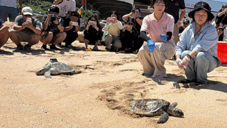 遭廢棄網具纏繞獲救  2海龜康復基隆野放重返大海