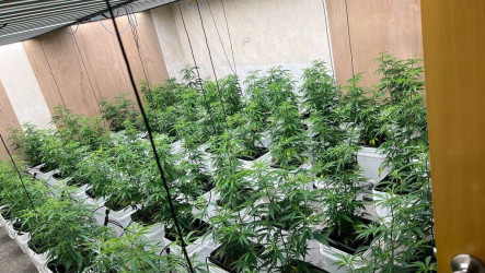 2男涉租民宅以自動化設備栽種大麻　嘉檢起訴