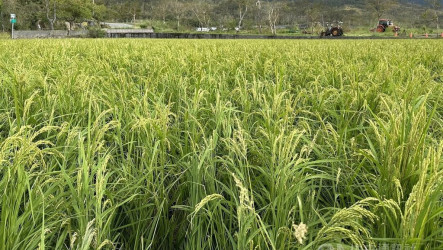 颱風薔琵威脅　花蓮縣政府籲農友提前防颱整備