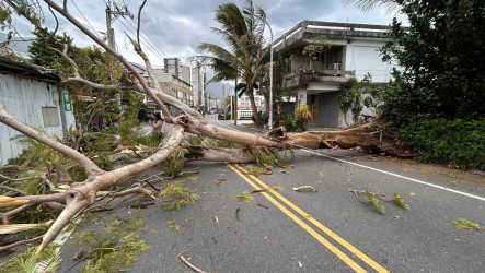 颱風薔琵接近　花蓮路樹遭吹倒壓損車輛、堰塞湖保全戶陸續撤離