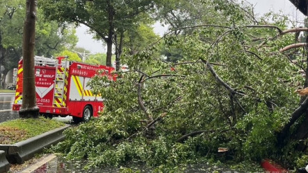 颱風薔琵來襲　台北銘傳大學附近路樹倒無傷