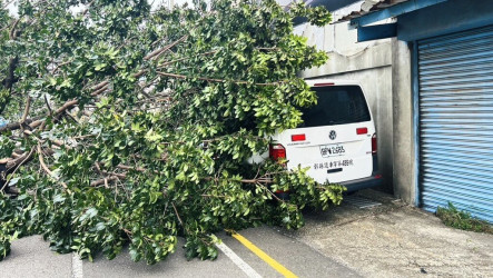 薔琵強風吹倒彰化路樹　釀134件災情3人傷