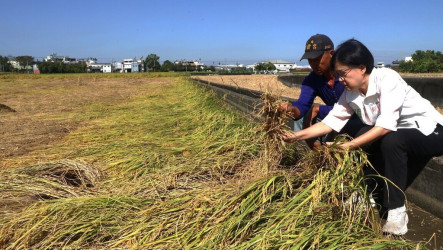 颱風薔琵吹倒霧峰香米　中市府爭取救助