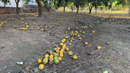 薔琵颱風釀農損　苗縣柑橘成熟期落果、裂果嚴重