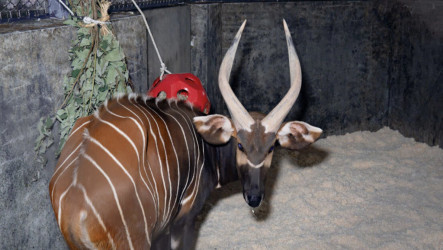北市動物園112週年慶　迎來雄性山地斑哥條紋羚
