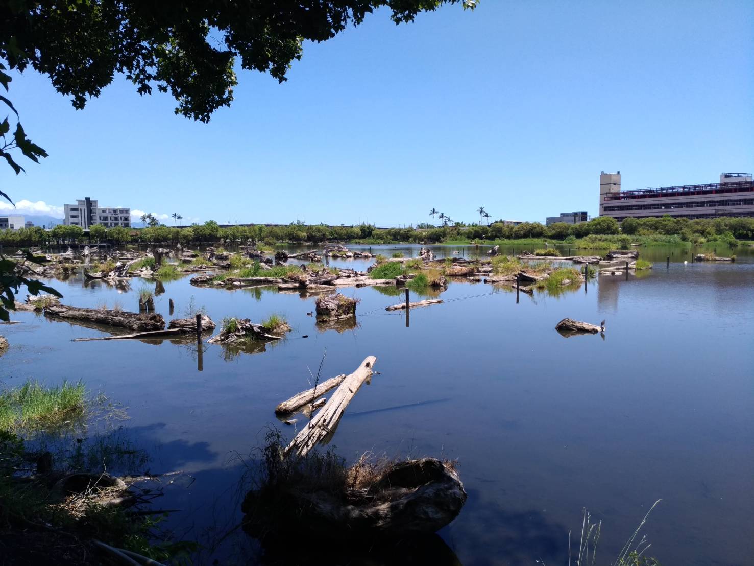 打造原生魚類安居家園  林業保育宜蘭分署邀民眾一齊來釣魚