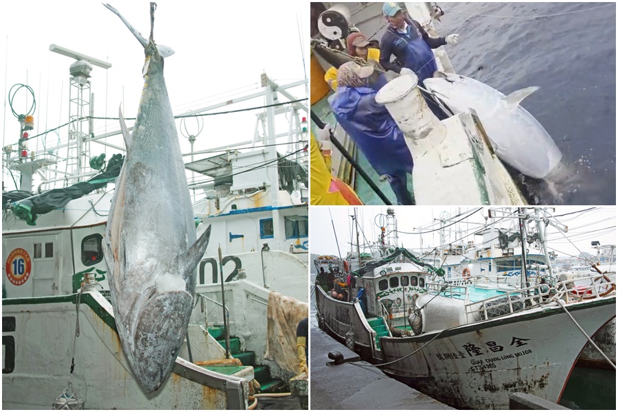 影音/2026蘇澳第一鮪出爐 全昌隆168號3度奪冠寫傳奇