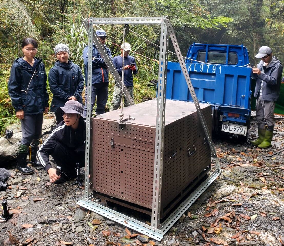 影音/卓溪鄉母女熊同日重返山林　締造臺灣黑熊野放首例