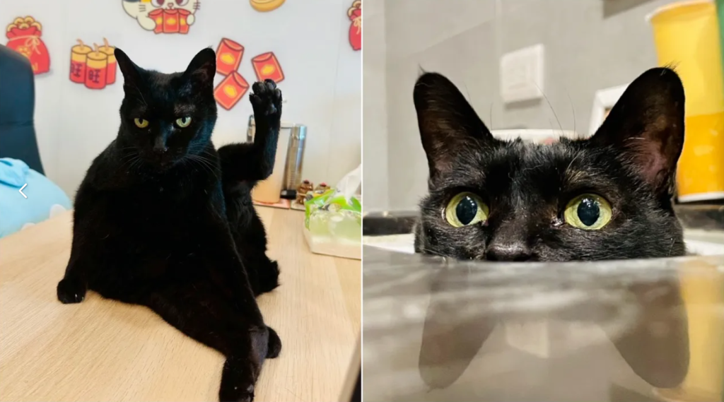 「黃阿瑪的後宮生活」黑貓Socles病逝！頻道暫停更新