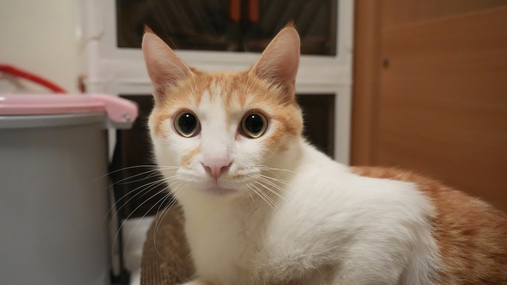 網喊抵制大樹藥局！陷「寵物用藥新制」風波　業者急澄清：絕非主導