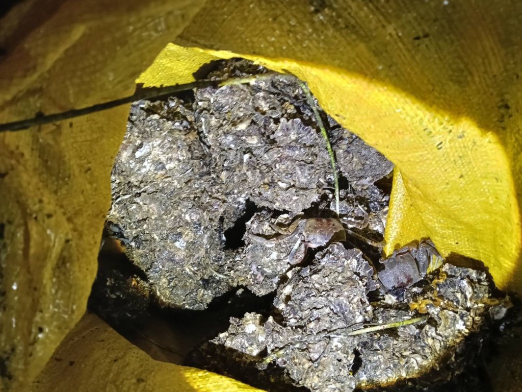 深夜蚵田外勞盜採　海巡火速圍捕逮5人