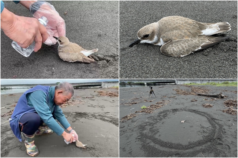 影音/東方環頸鴴落難竹安濕地 好心鳥友及時救援輾轉送交防疫所照護